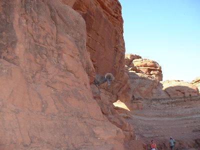 Big Horn Sheep at Delicate Arch