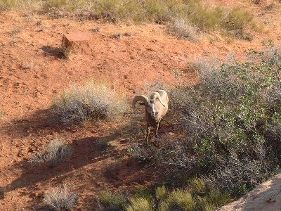 Big Horn Sheep