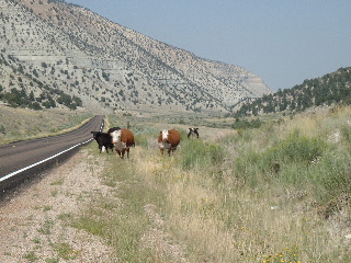 Cows along the road