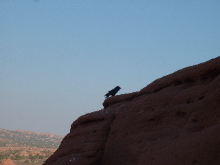 Raven at Delicate Arch